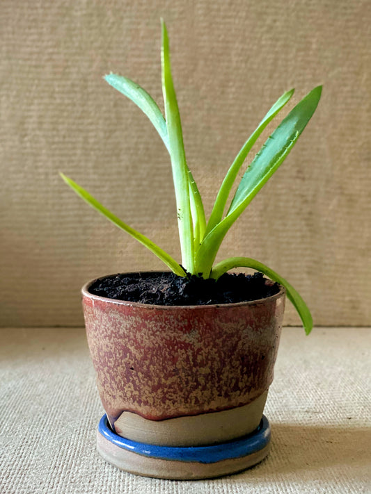 Mini Planter *two of a kind